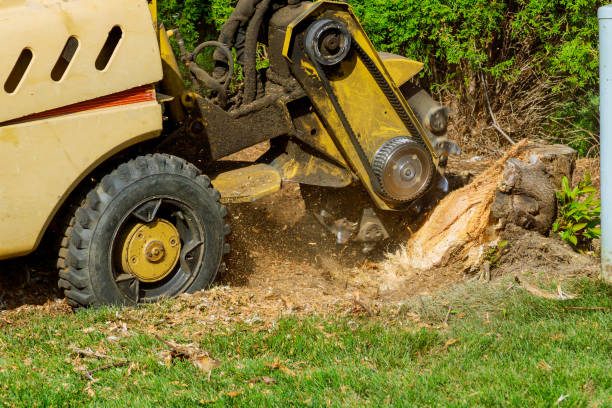 Best Seasonal Cleanup (Spring/Fall)  in Ambler, PA